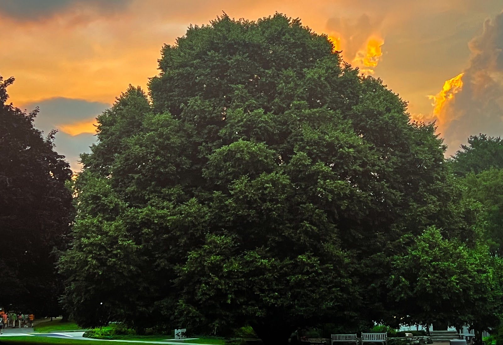 Main Lawn Tree